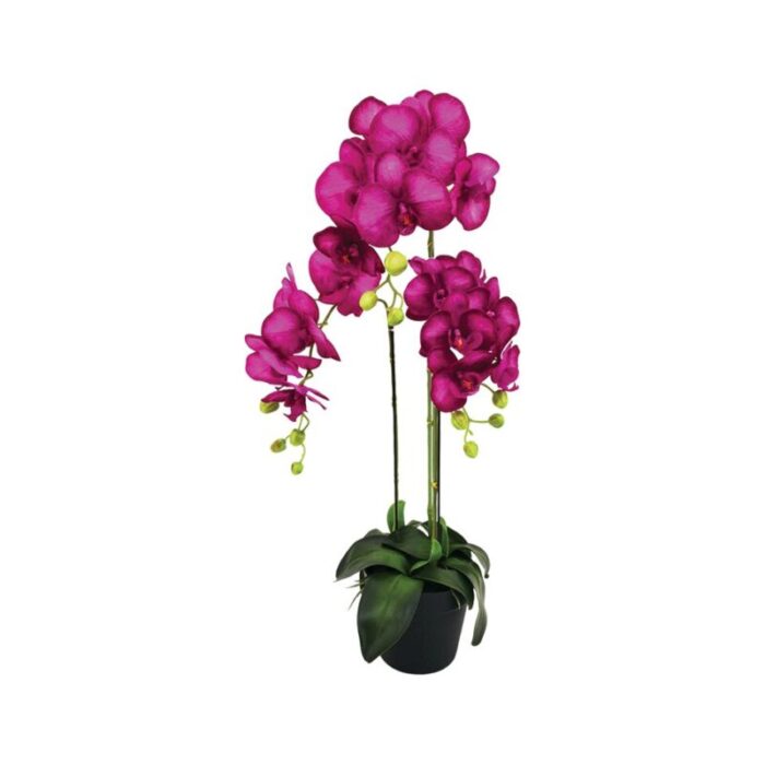 3 stalk potted fuchsia orchid 230927023803