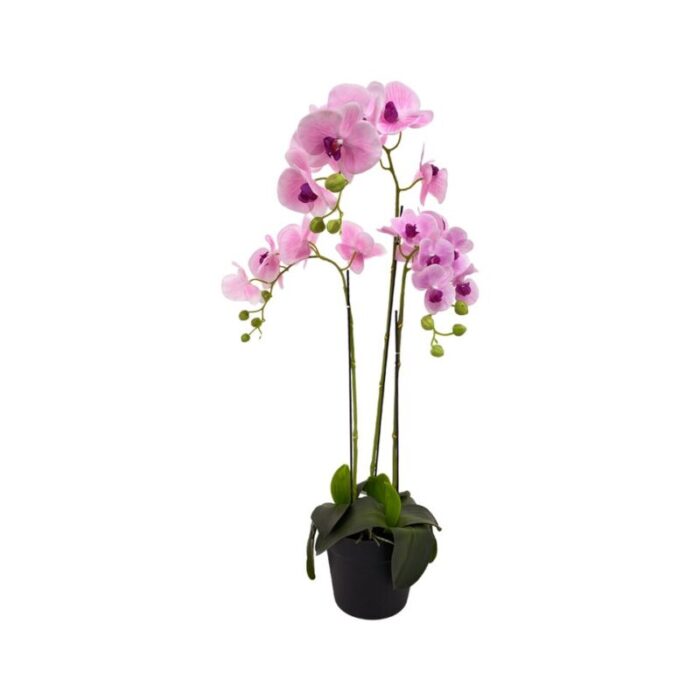 3 stalk potted light pink orchid 230927023803