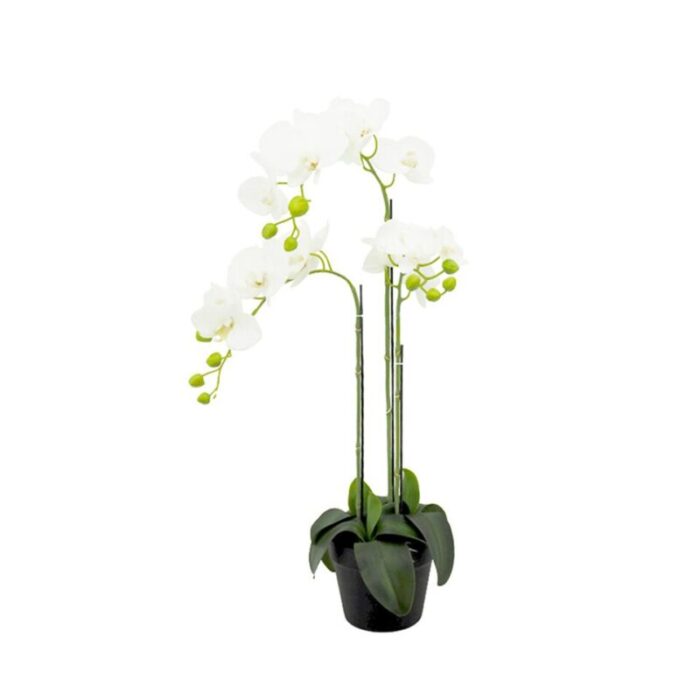 3 stalk potted white orchid 241002053521