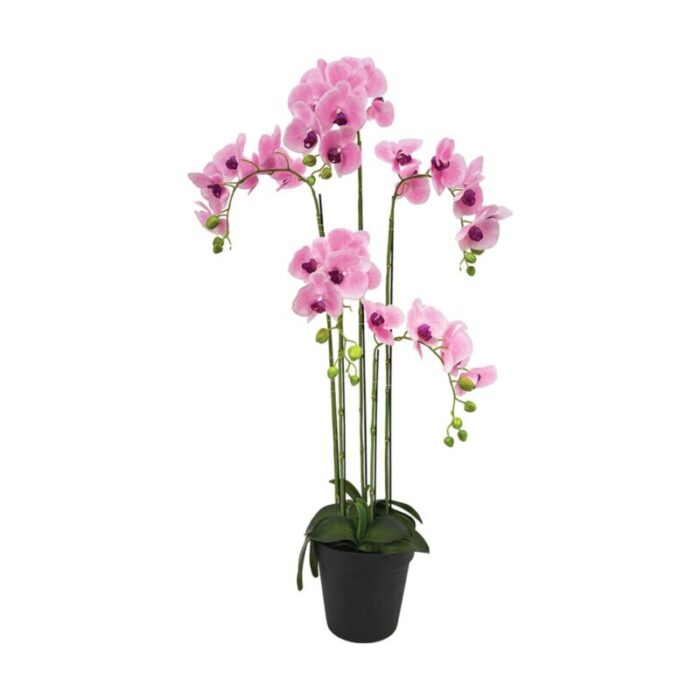 5 stalk potted light pink orchid 241002053521