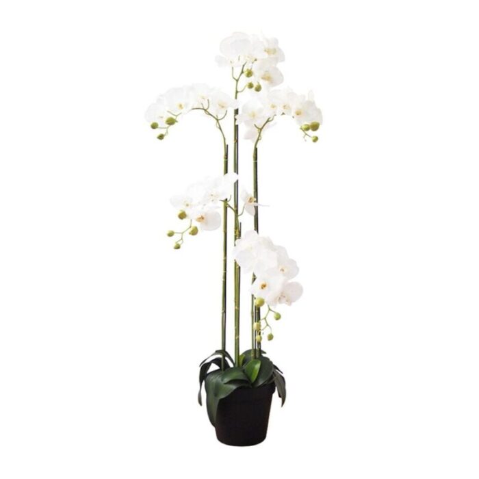 5 stalk potted white orchid 241002053521