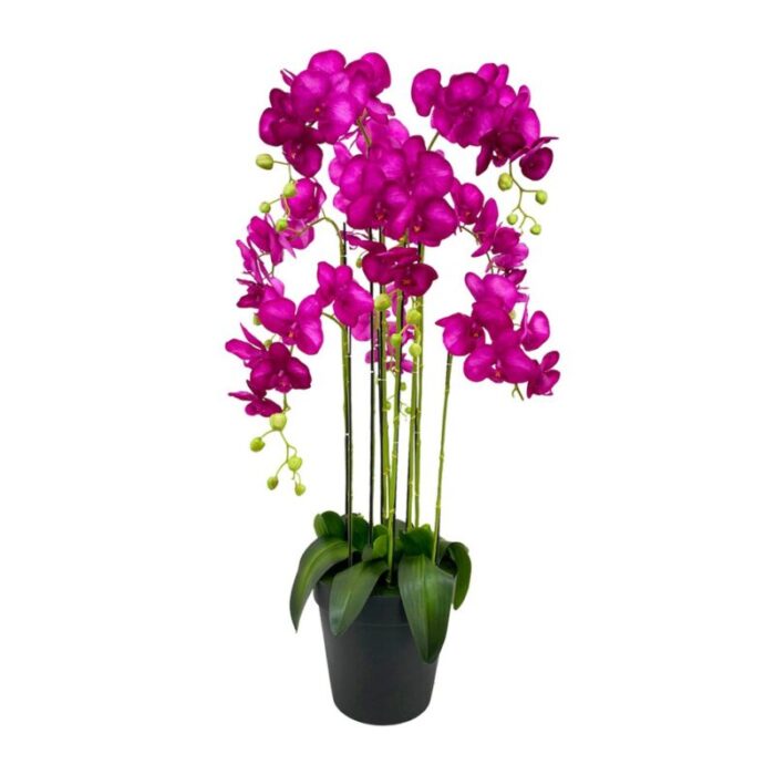 9 stalk potted fuchsia orchid 241002053520