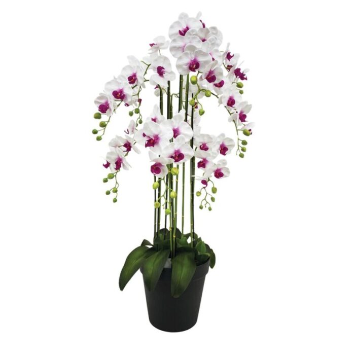 9 stalk potted white and fuchsia orchid 241002053520