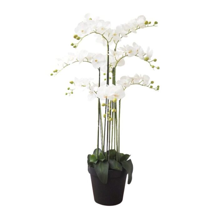 9 stalk potted white orchid 241002053520