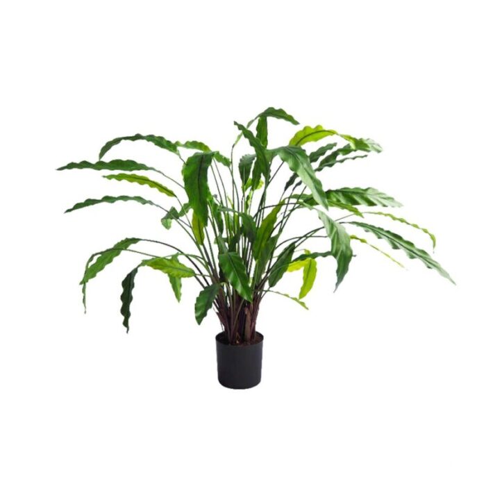 calathea bush 230927023807