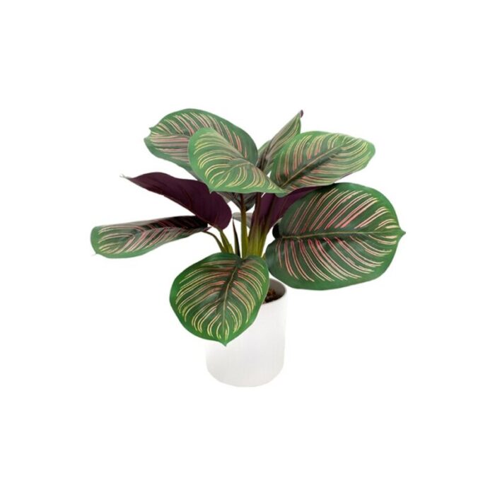 calathea plant 40cm 230927023807