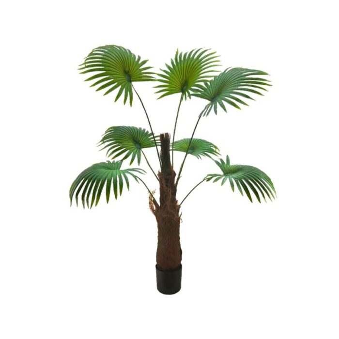 chinese fan palm 16m 230927023805