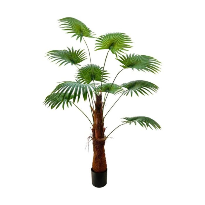 chinese fan palm 19m 230927023805