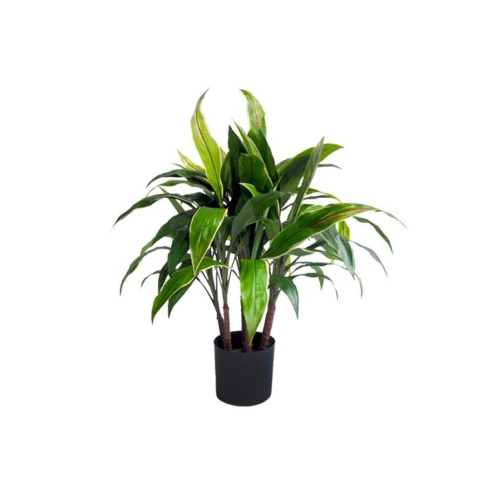 cordyline plant 230927023807