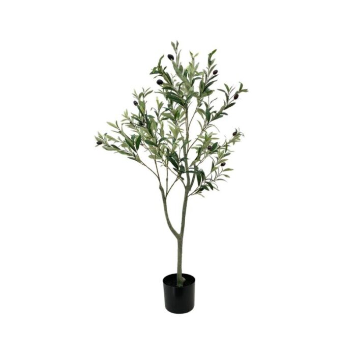 olive tree 12m 230927023806