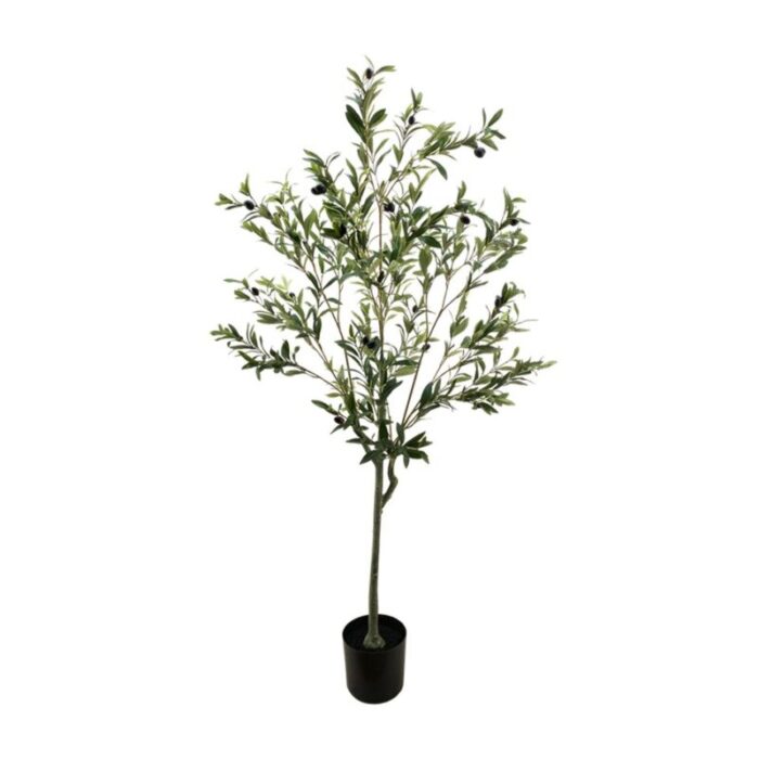 olive tree 15m 230927023806