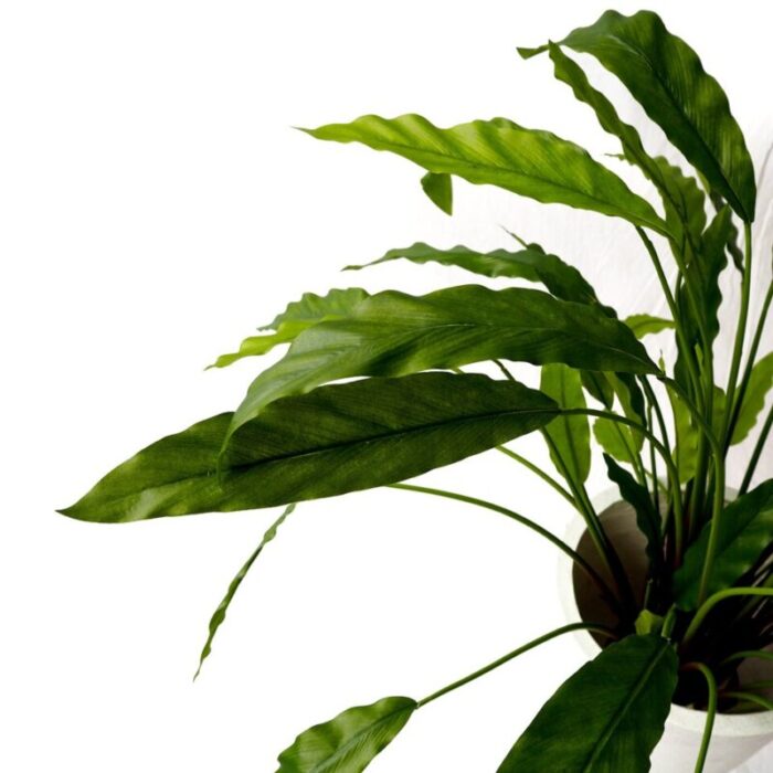 pollyanna calathea bush 231229053938 1