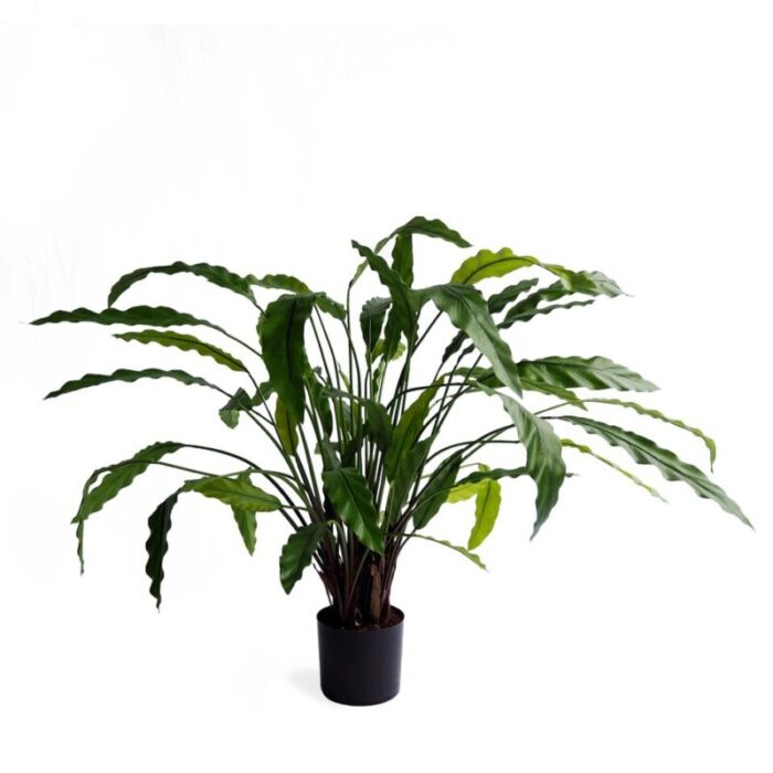 pollyanna calathea bush 231229053938