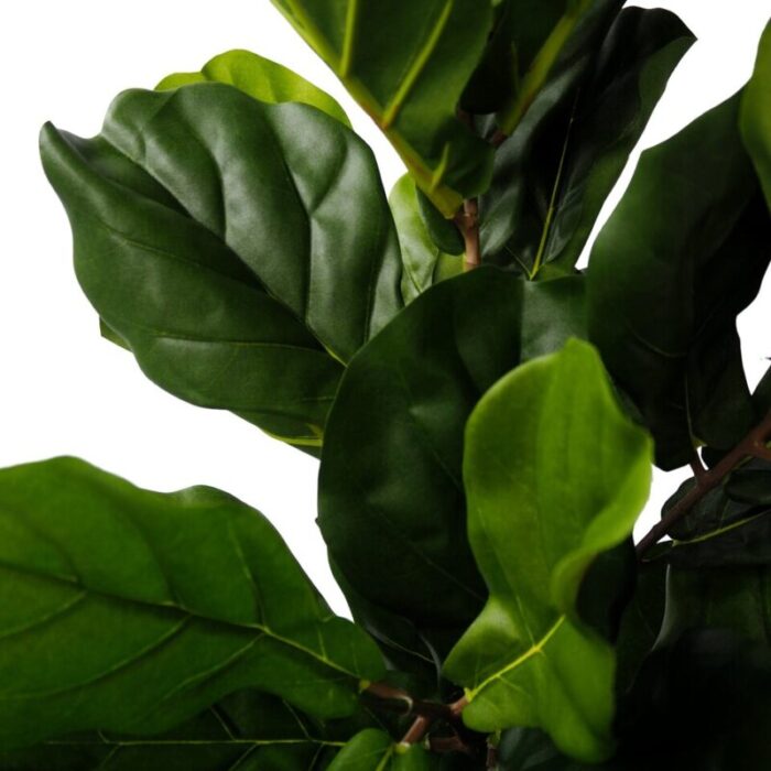 pollyanna fiddle leaf fig plant small 231229053938 1