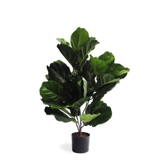 pollyanna fiddle leaf fig plant small 231229053938